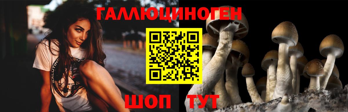 Псилоцибиновые грибы прущие грибы Владивосток